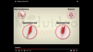 3 Общая миология