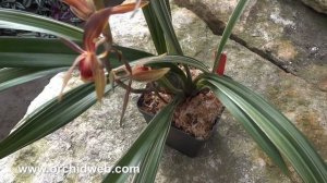 OrchidWeb - Cymbidium sinense