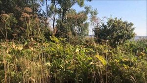 Суходольский залив, Учинское водохранилище. Кусочек лета)