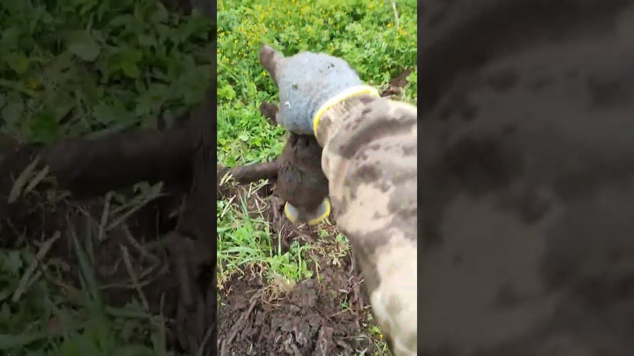 Металокоп!!! Цепи смотреть онлайн