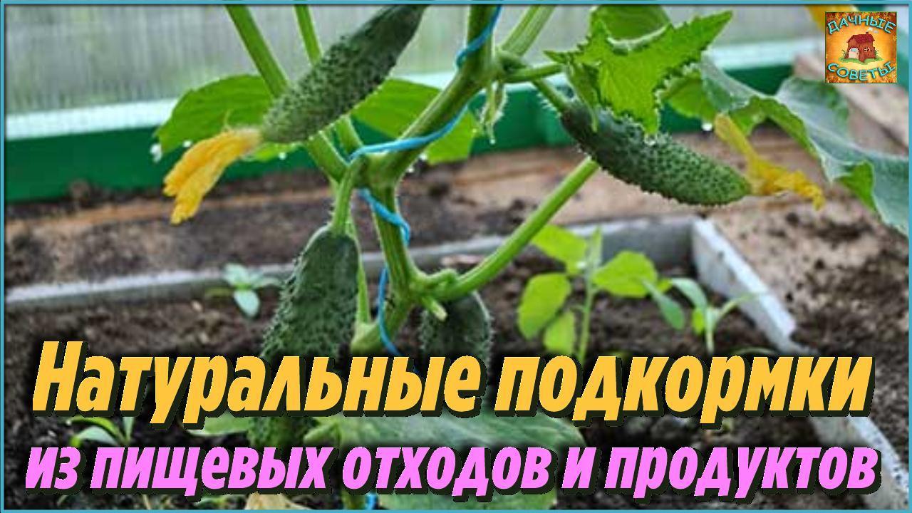 Самые простые и натуральные подкормки для огурцов из пищевых отходов, которые повысят урожайность
