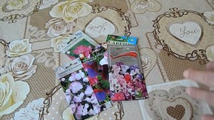 Цветок Душистый горошек Как я выращиваю