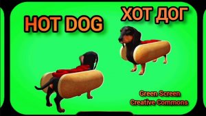 Ход ДОГ видео Green Screen футаж. Хромакей анимация Такса на зелёном фоне.