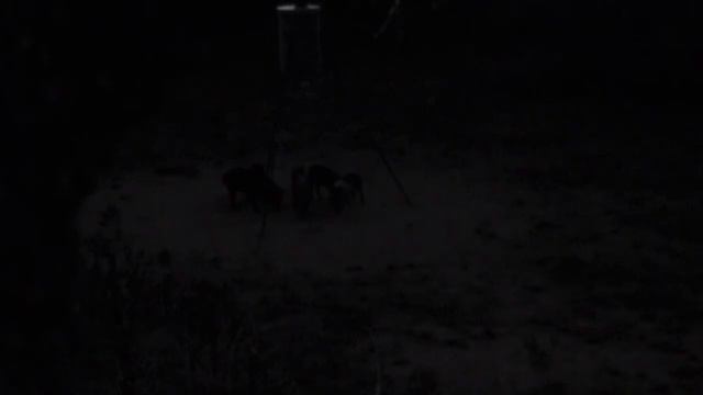 Texas Hog Hunt with Bow смотреть онлайн