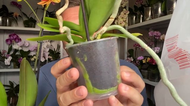 новые ОРХИДЕИ в МЕШКЕ обзор НЕОБЫЧНЫХ размеров орхидей Я РАД смотреть онлайн