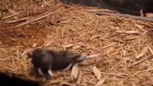 Чёрная мамба#черная мамба#чёрная мамба# самая страшная и ядовитая#самая ядовитая змея