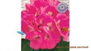 Пеларгония обыкновенная Маверик Розовая ? обзор: как сажать, семена пеларгонии Маверик Розовая