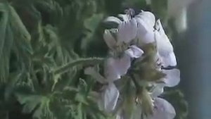 Цветки лимонной герани