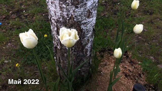 Тюльпан бахромчатый Дейтона пастельный оттенок светлый цвет