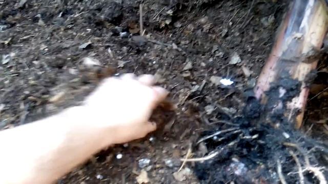 Отсадка банана Киевский карлик смотреть онлайн