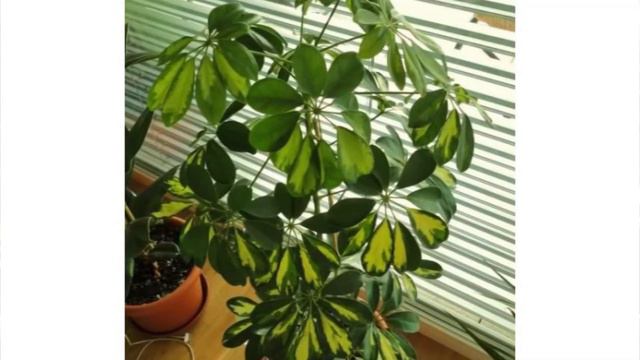 CVJEĆARA ZORANA - ŠIFLERA смотреть онлайн