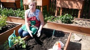 Посадка Огурцов в открытый грунт ? Супер Способ посадки для Лучшего Урожая ? рассада огурцов