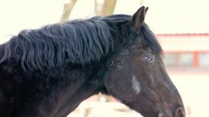 Графиня мне приснились ваши зубы. Countess I dreamed your teeth