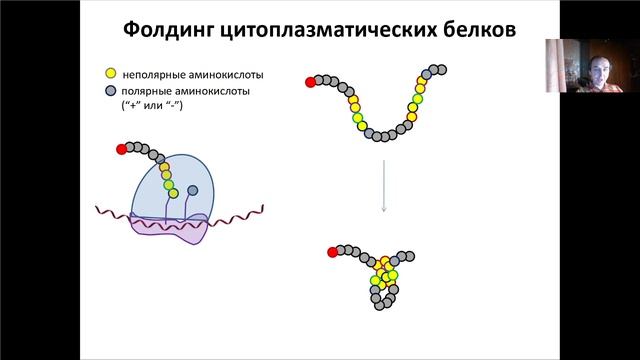 Основы молекулярной и клеточной биологии. Лекция 6. Трансляция иРНК и биосинтез белка.