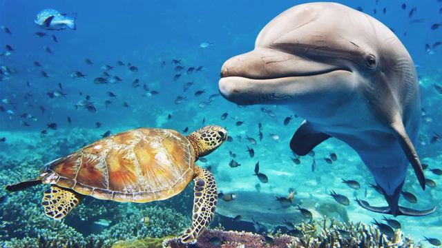 🐢Кто такие Морские Черепахи? Интересные и Малоизвестные факты о морских черепах!AnyWild🔥