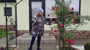 Как обрезать плетистую розу. Укрытие на зиму плетистой розы.