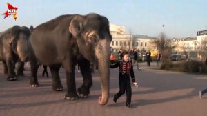 По улицам Орла прогулялись слоны