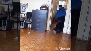 Американский Бандог, охрана квартиры