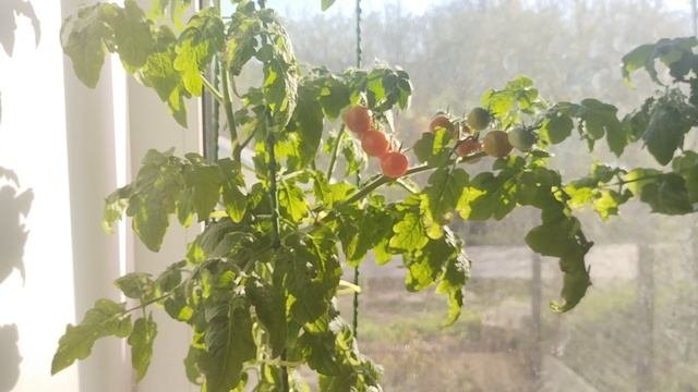 Экспиримент огород на подоконнике закончен.Пробую первые помидорки.