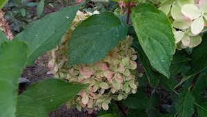 Гортензия Геркулес, Пинки Промис, Роял Флауэр