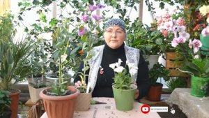 Как сохранить эустому зимой и не потерять ни одного растения