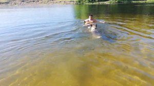 Акиты Мила и Рысь плавают