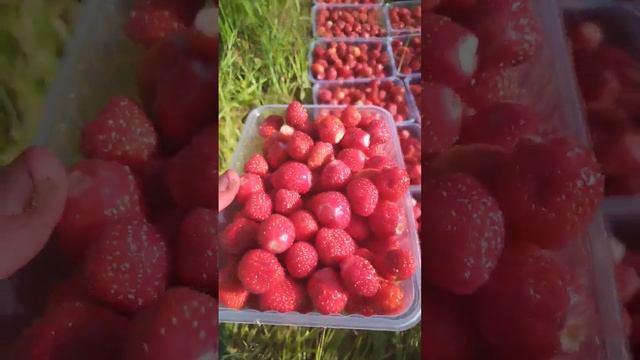 Лесная Клубника 🍓На варенье хватит)