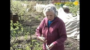 Об уходе за яблонями в Сибири и прививках