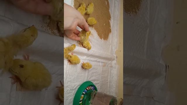 ТЕХАСЦЫ+ФЕНИКСЫ. Новый вылуп 8 августа 2022 смотреть онлайн