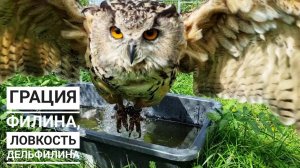 Эпичный выпрыг совы из глубин тазика с водой. Не злите сову, принимающую ванну!