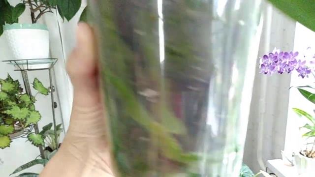 Орхидеи, новинка! ☺️? смотреть онлайн