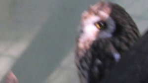 Подозрительная сова