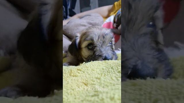 Русская Цветная Болонка ◈ Щенки ◈ Москва смотреть онлайн