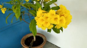 Yellow bells गोरी चोरी / Flowering tricks and plant care