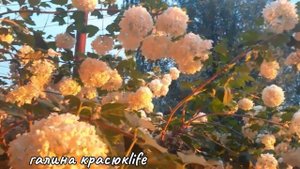 Цветение калины Бульденеш.