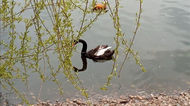 Фламинго и черный лебедь на пруду смотреть онлайн