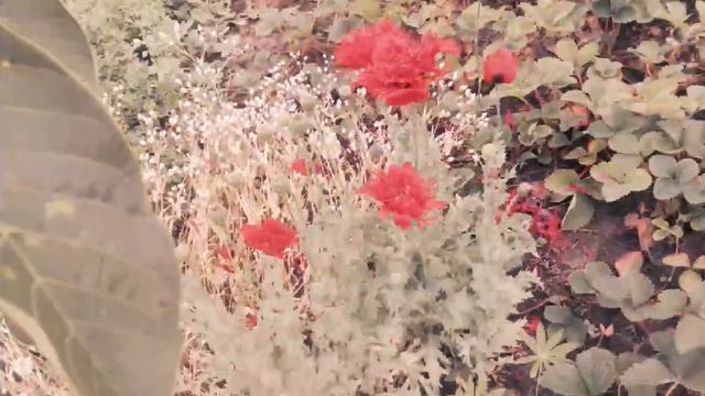 Різноманітні квіти смотреть онлайн