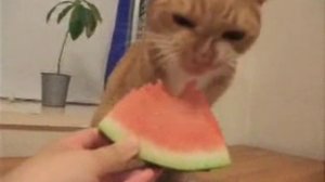Кот кушает арбузик