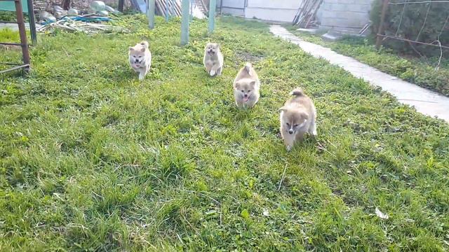 Собаки породы Акито Ину. первый выход щенков на весеннюю лужайку. смотреть онлайн