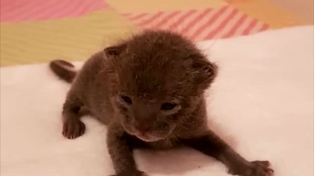 В кустах плакал крошечный котёнок. Парень пожалел его и принес домой, вот что из этого вышло смотреть онлайн