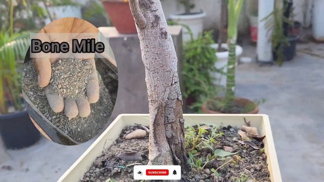 Bonsai Making From Cuttings// Making Bonsai Soil// Time Lapse// Bonsai For Beginners step by step смотреть онлайн