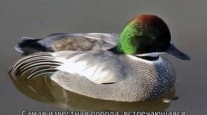 Виды уток