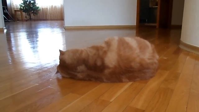 кот Леопольд смотреть онлайн