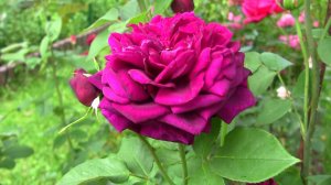 Сиреневая роза. Дачные картинки. Уникальный проект.