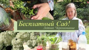 Где взять бесплатные растения? Летнее черенкование роз, гортензий, мяты, самшита, шалфея
