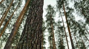 Бузулукский бор. 4K ultraHD HDR Dolby Vision. 60 fps. Forest. Сосновый лес.