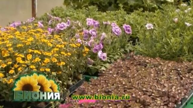 пенза теплицы смотреть онлайн