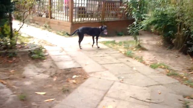 greyhound x Labrador смотреть онлайн