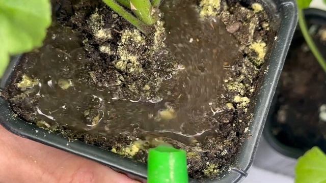 Срочно НАСЫПЬТЕ в ГЕРАНЬ, чтобы листики не желтели, цветы здоровели и даже слабый цветок оживал смотреть онлайн