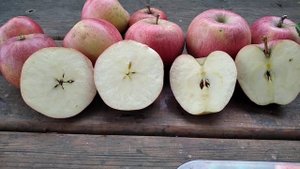 Кідс Оранж Ред (Kidds Orange Red apple variety) в моєму саду (рік посадки 1978)